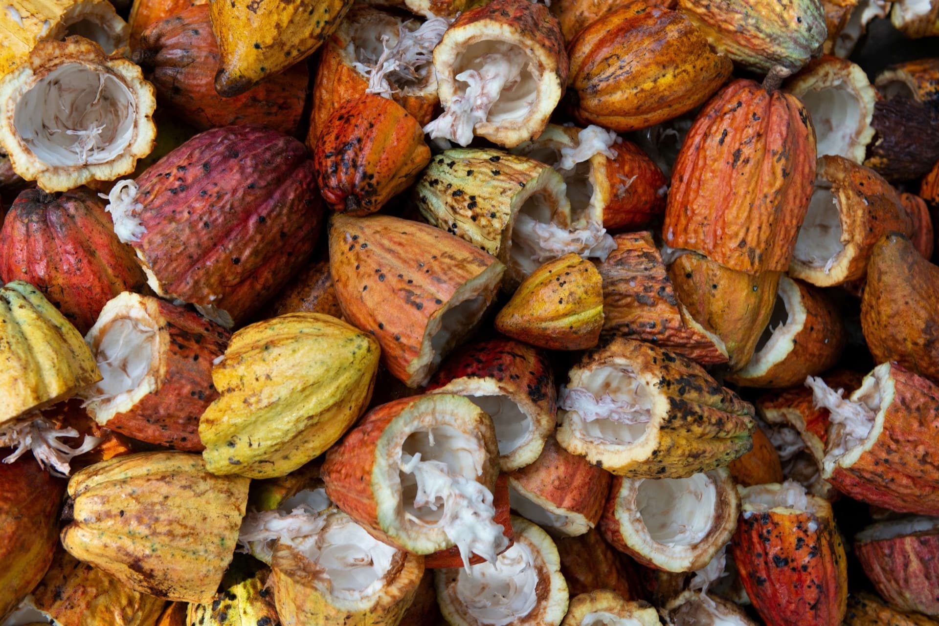 Cacao pods and beans