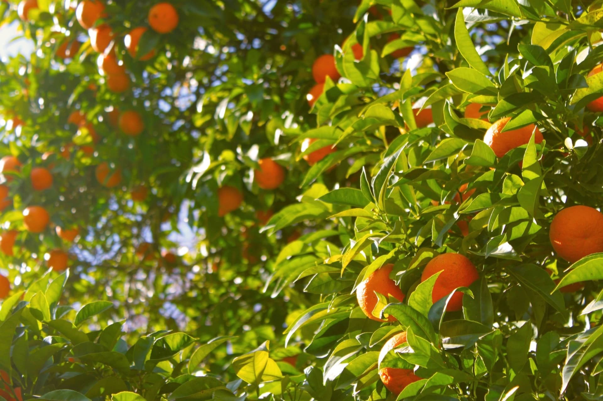 Orange trees