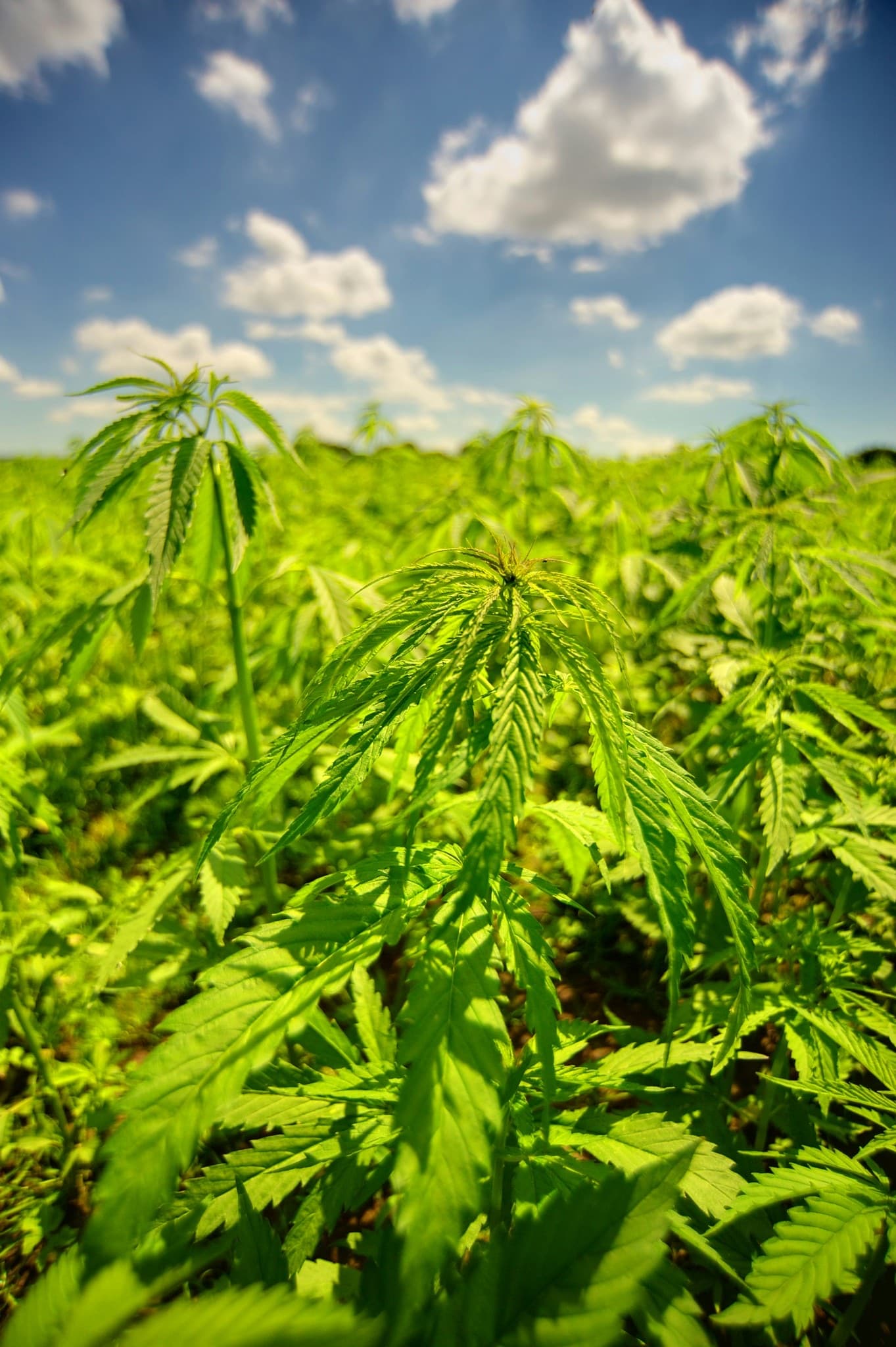 Hemp crops