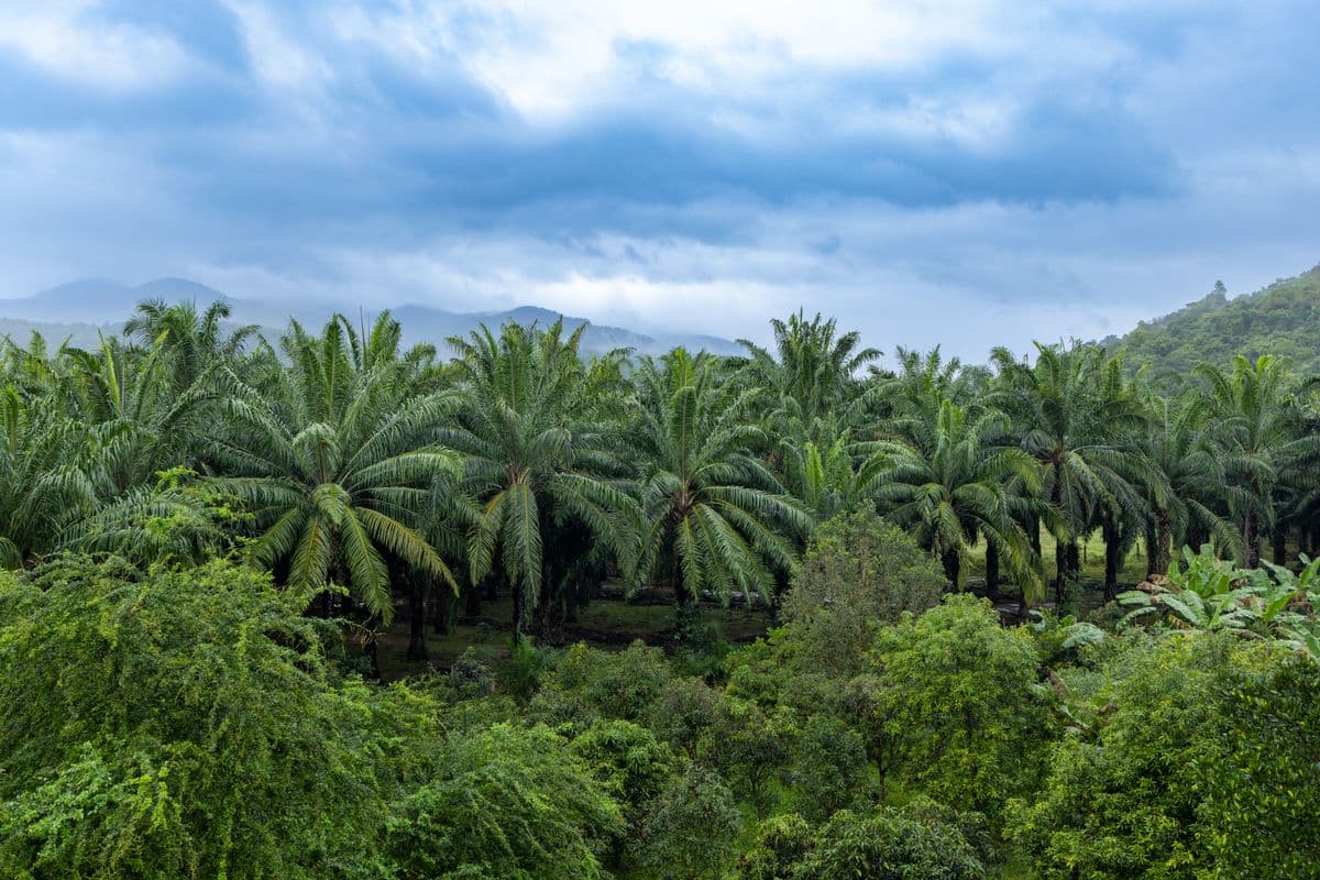 Oil Palm
