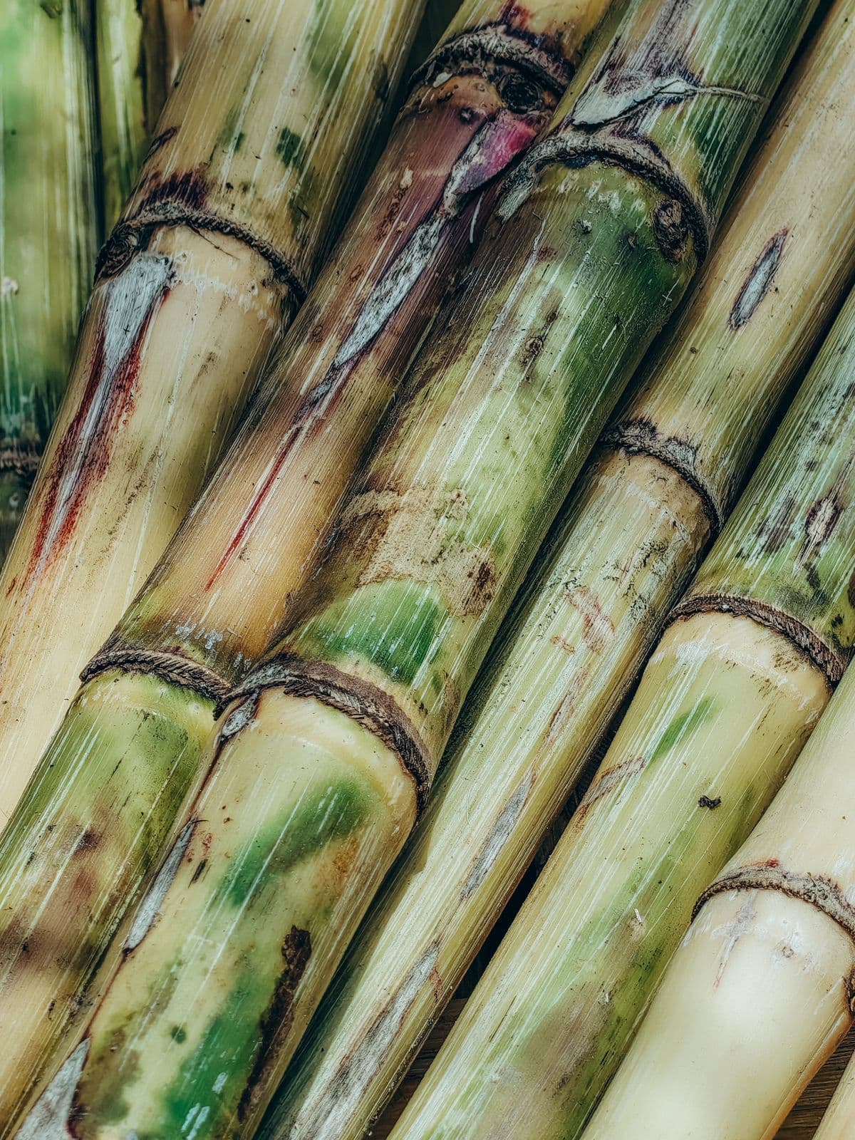 Sugarcane