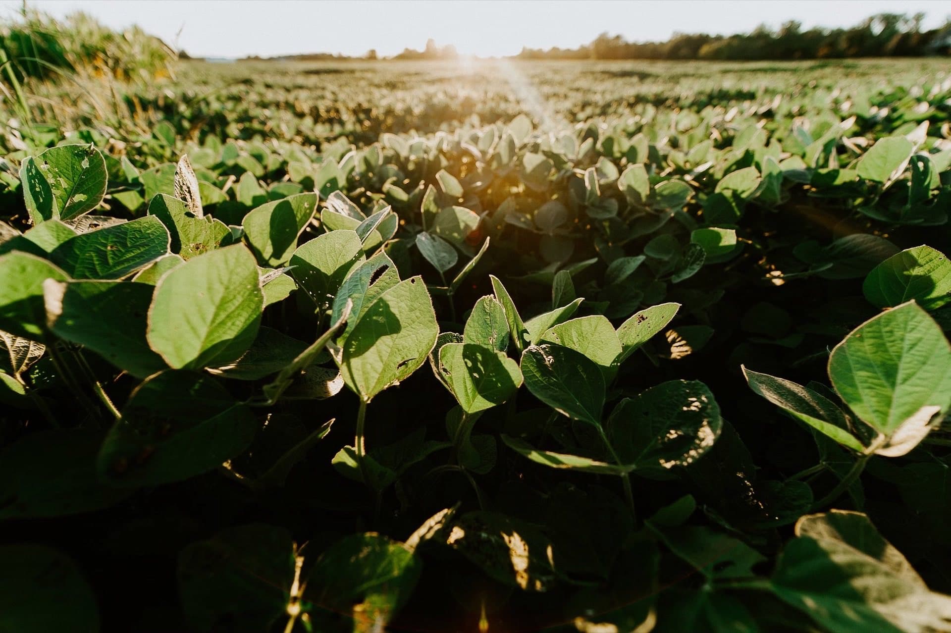 Living Roots biological crop program in the field