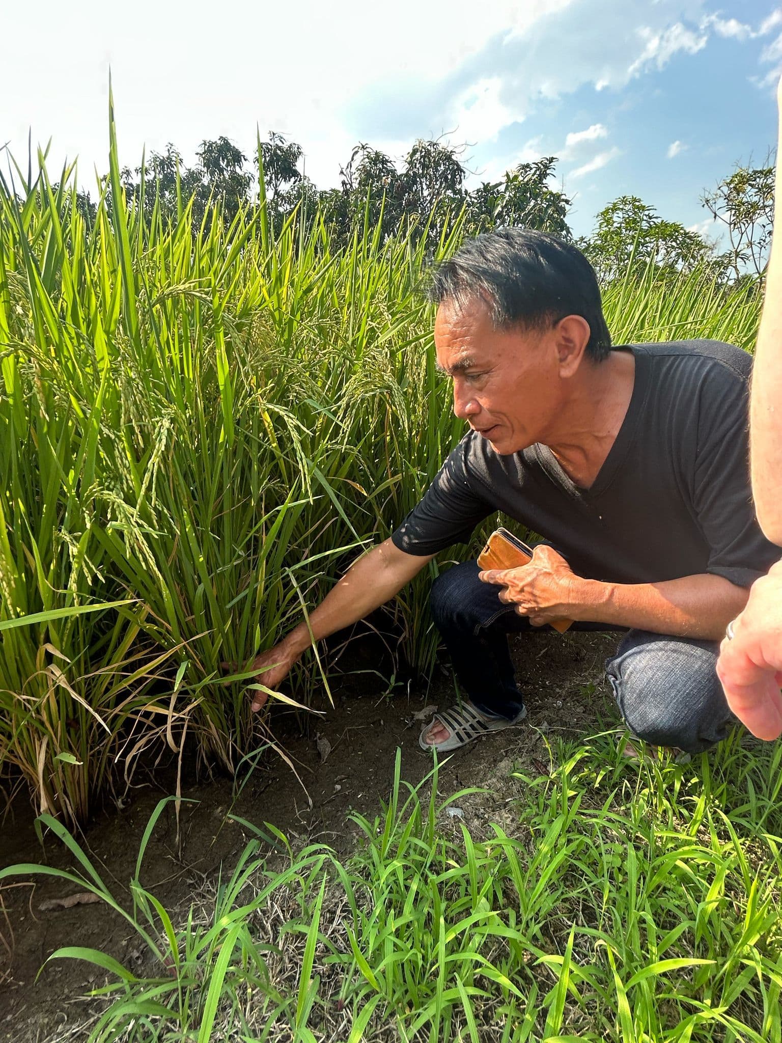 A rice farmer in Fang inspecting his crop