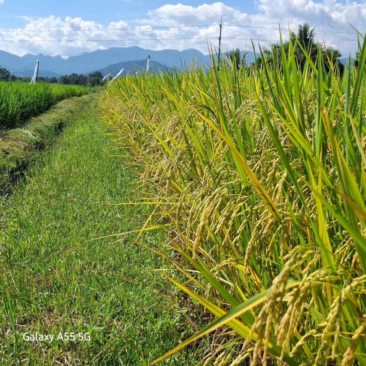 Rice grown with Living Roots biological program, ready for harvest in Fang