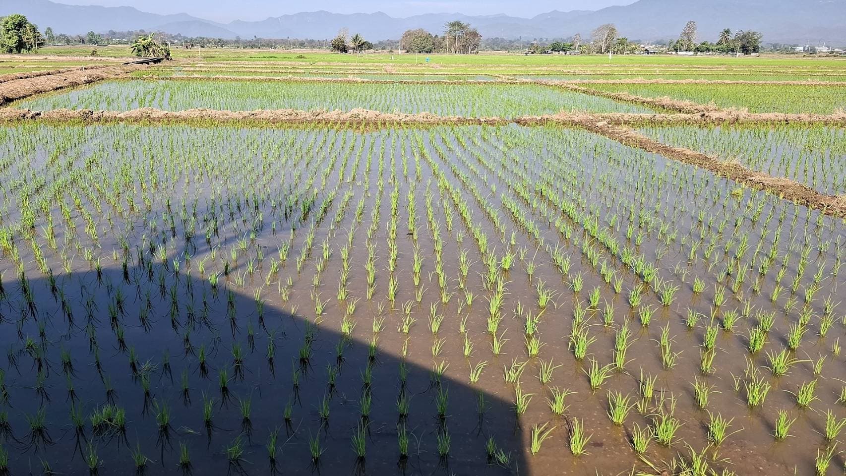 Rice seedlings in paddy fields, Fang Thailand