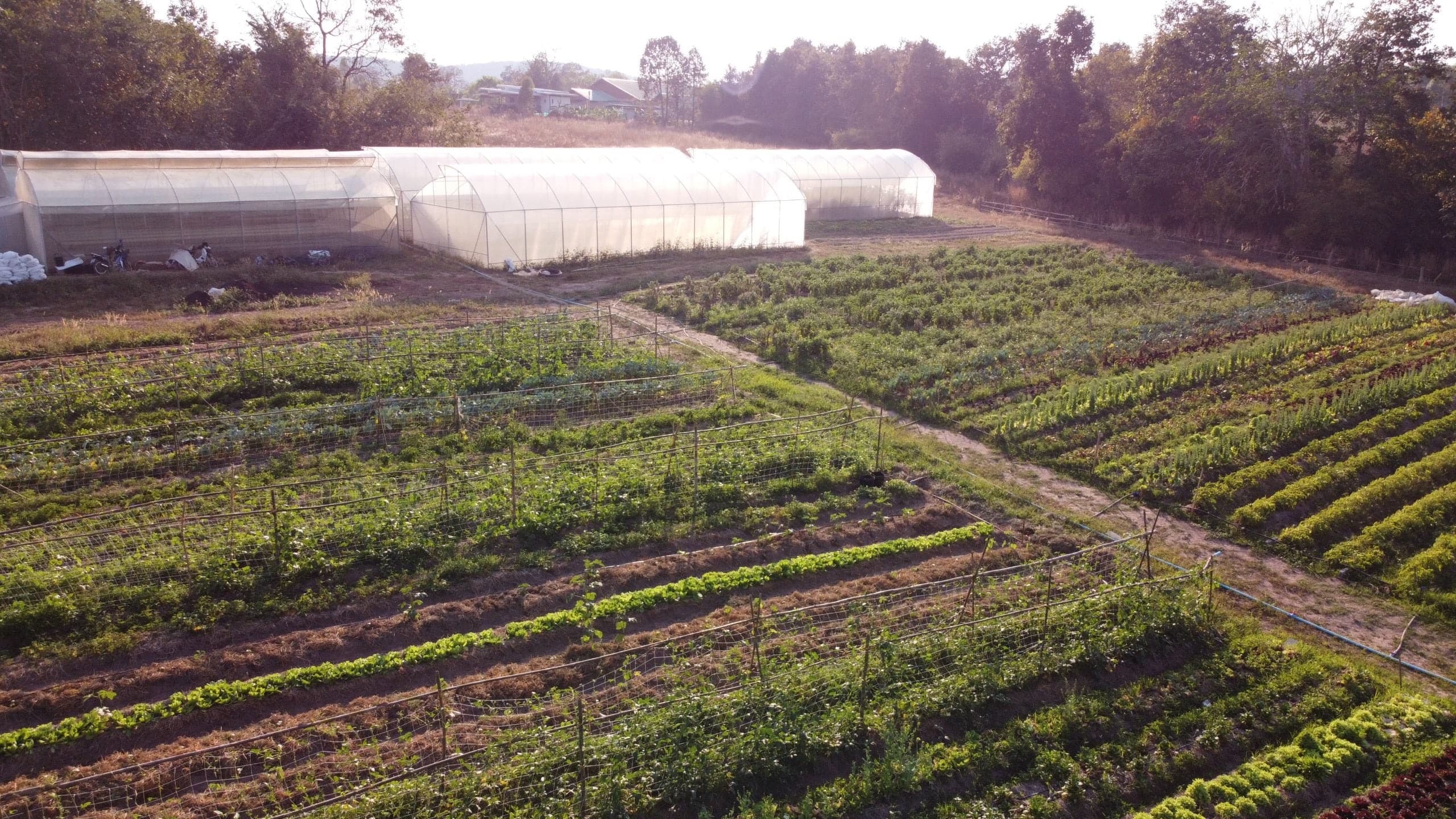 Greenhouses and vegetable trial beds at the Living Roots research farm