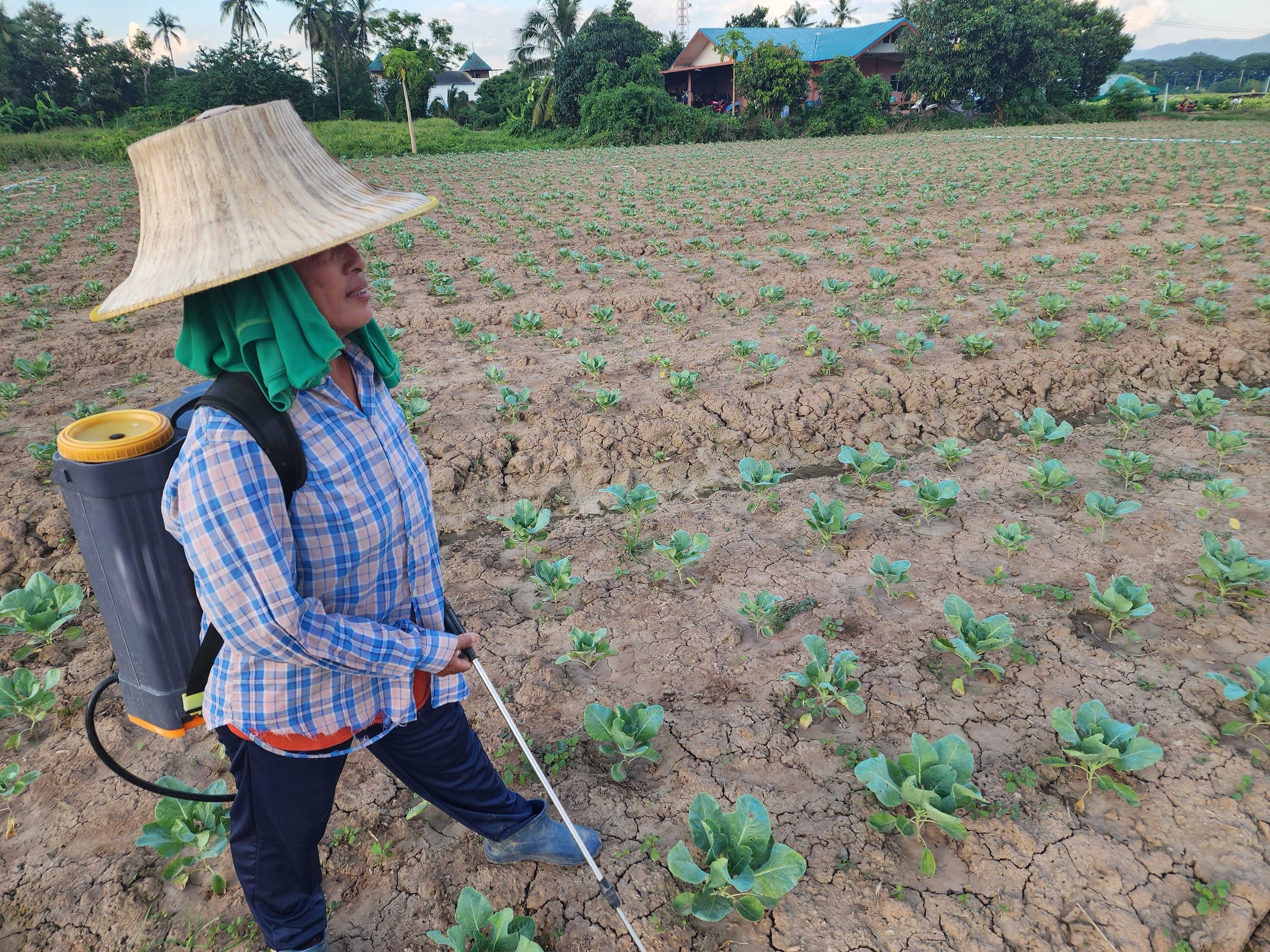 A farmer spraying a young cabbage field