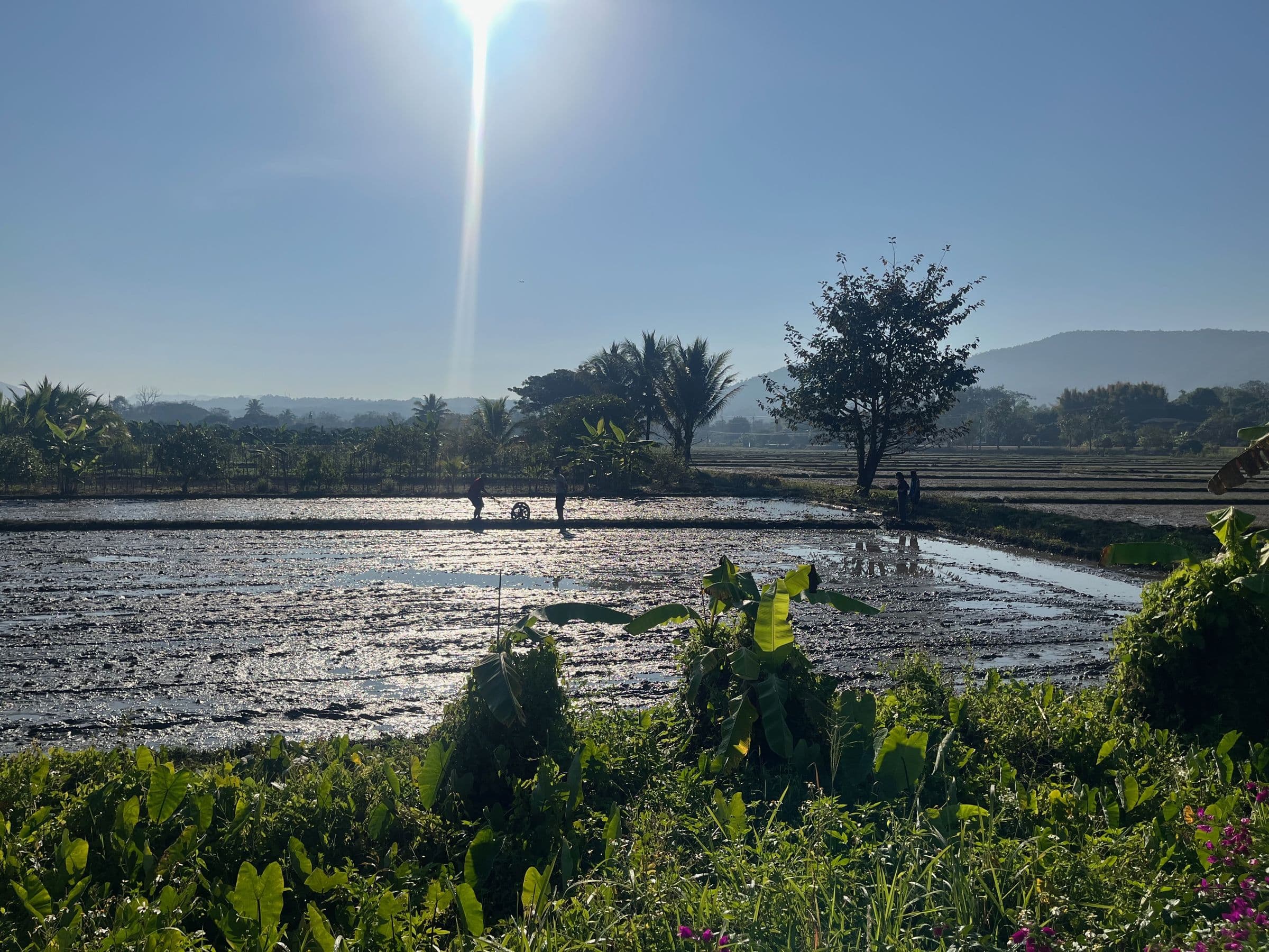 Flooded rice paddies at sunrise
