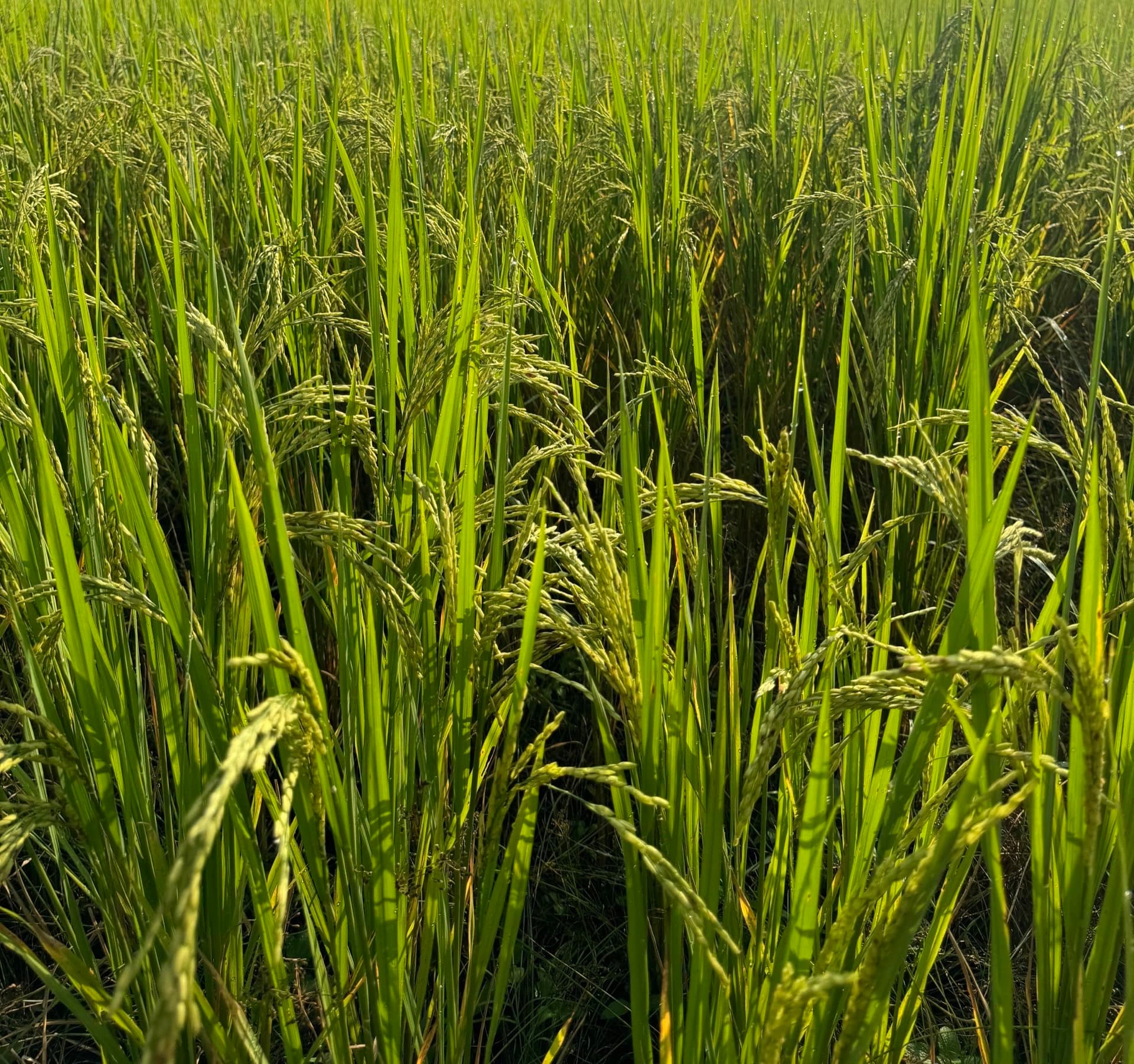 Sustainable farming landscape
