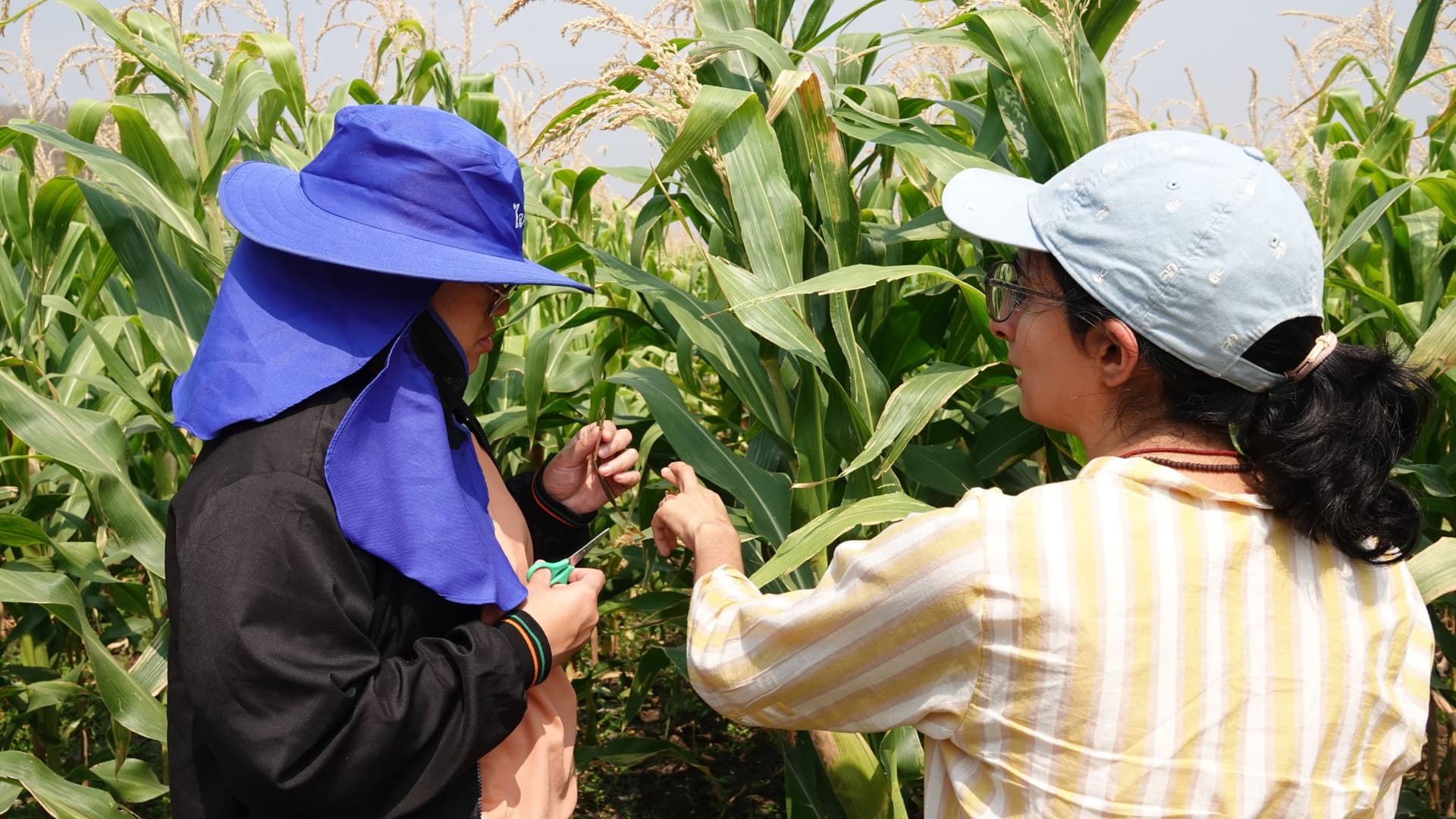 Living Roots agronomists sampling corn leaves in a partner farmer network field in Thailand