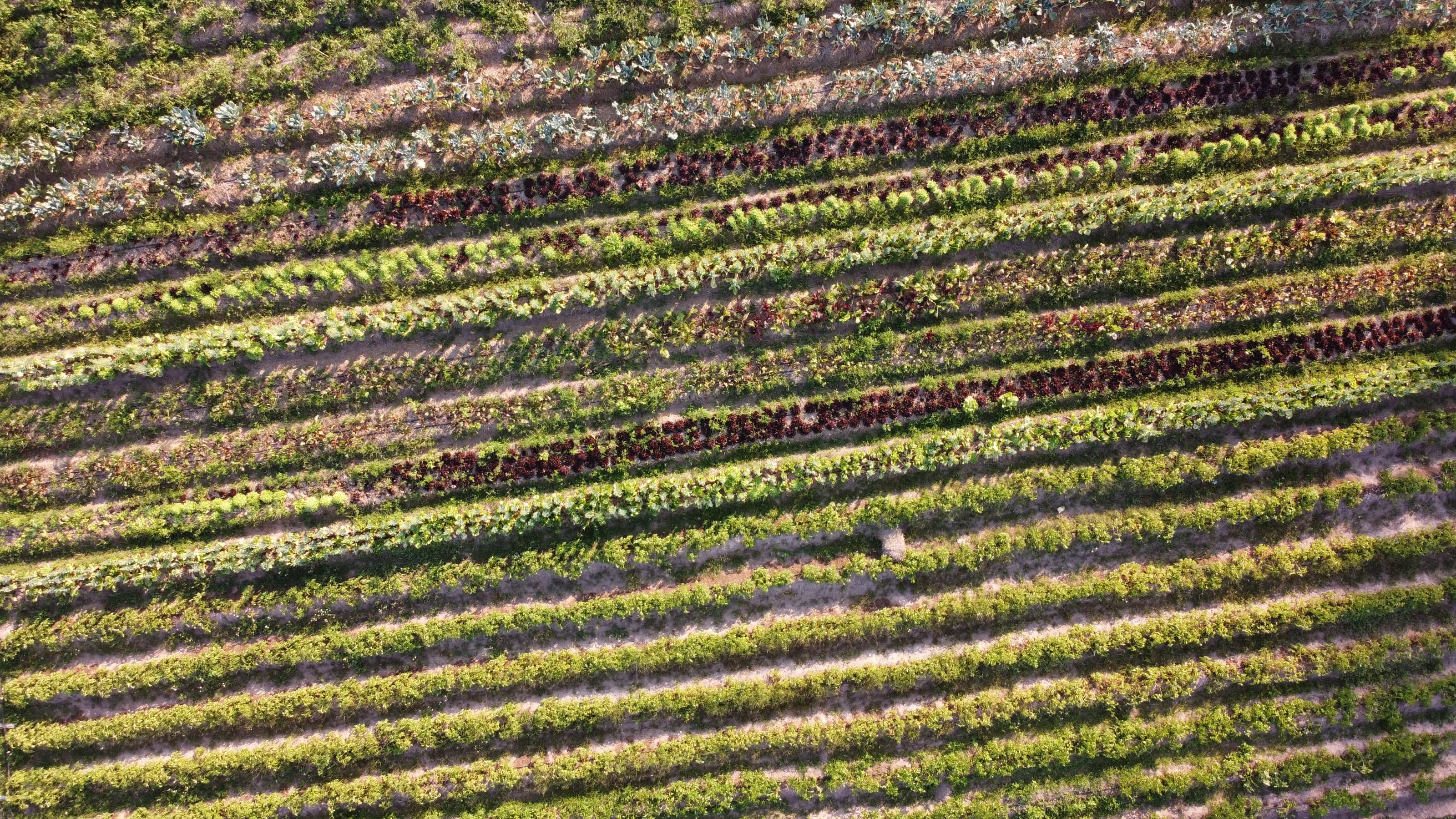 Aerial view of crop rows at the Living Roots research farm