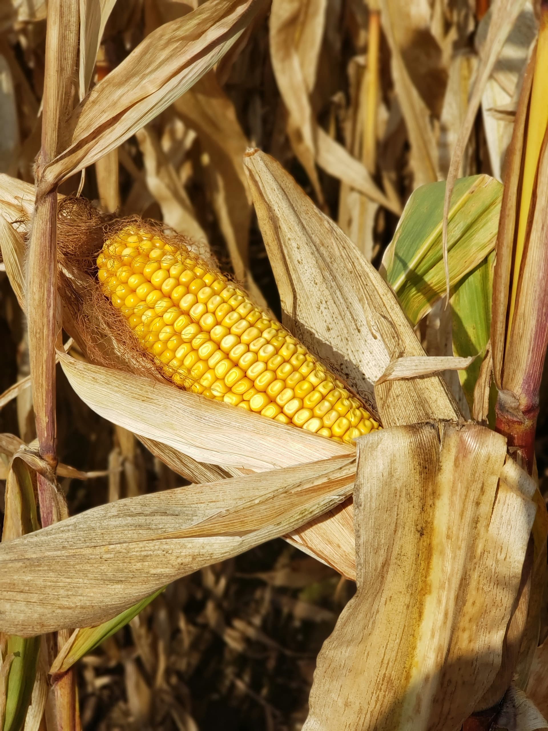 No-Burn Crop Clearing