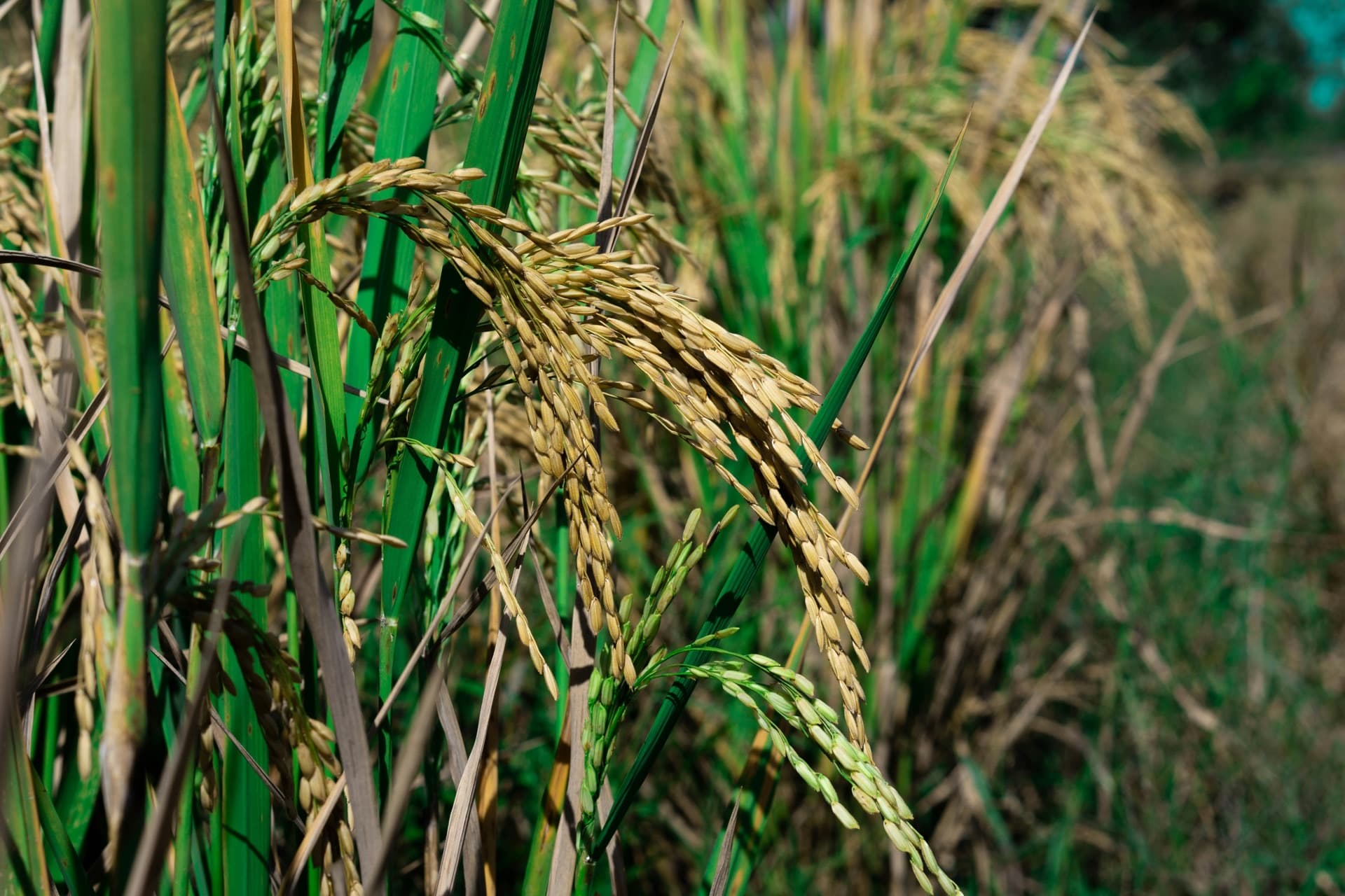 Full-Season Crop Programs