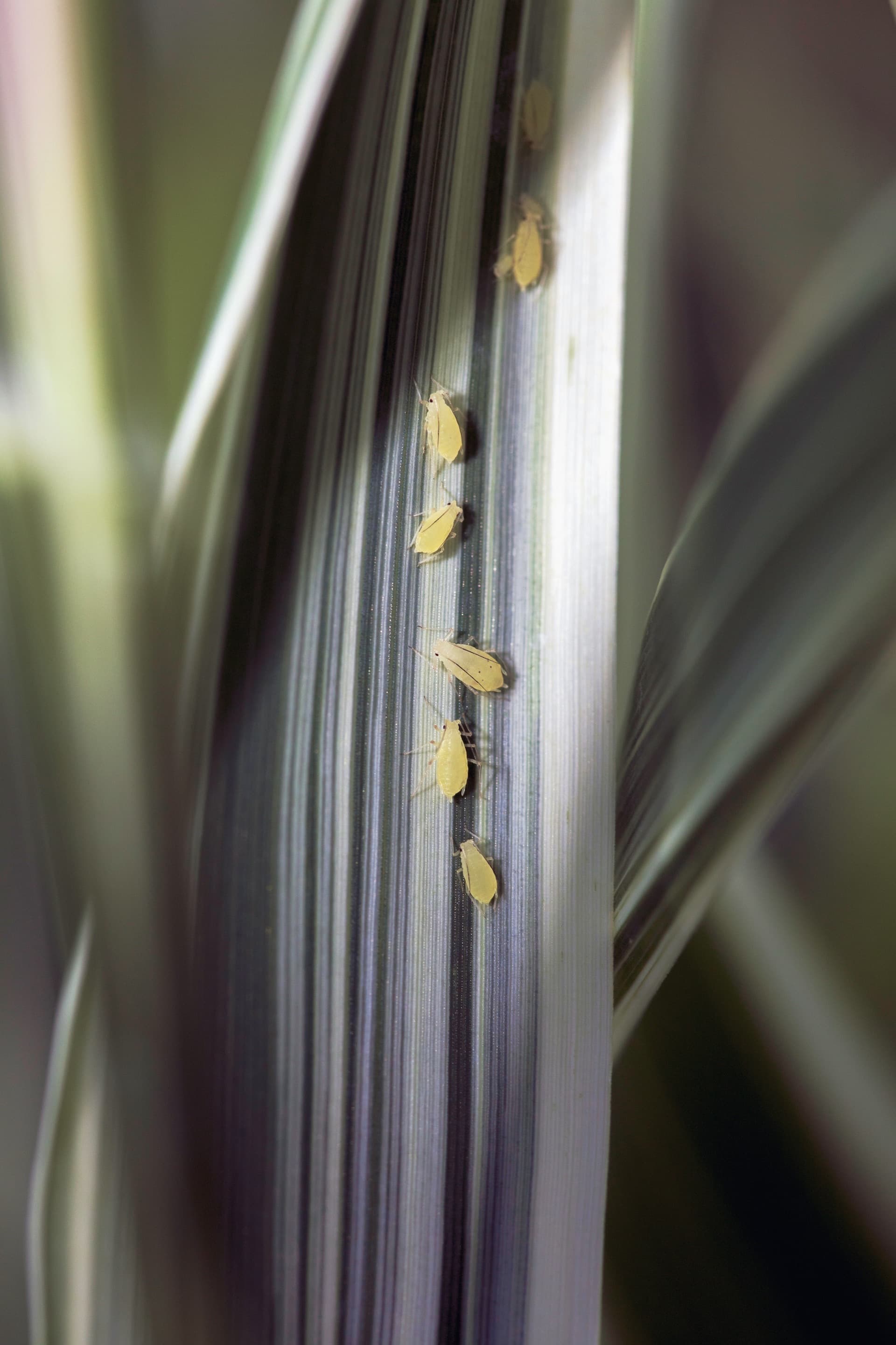 Pest & Disease Pressure