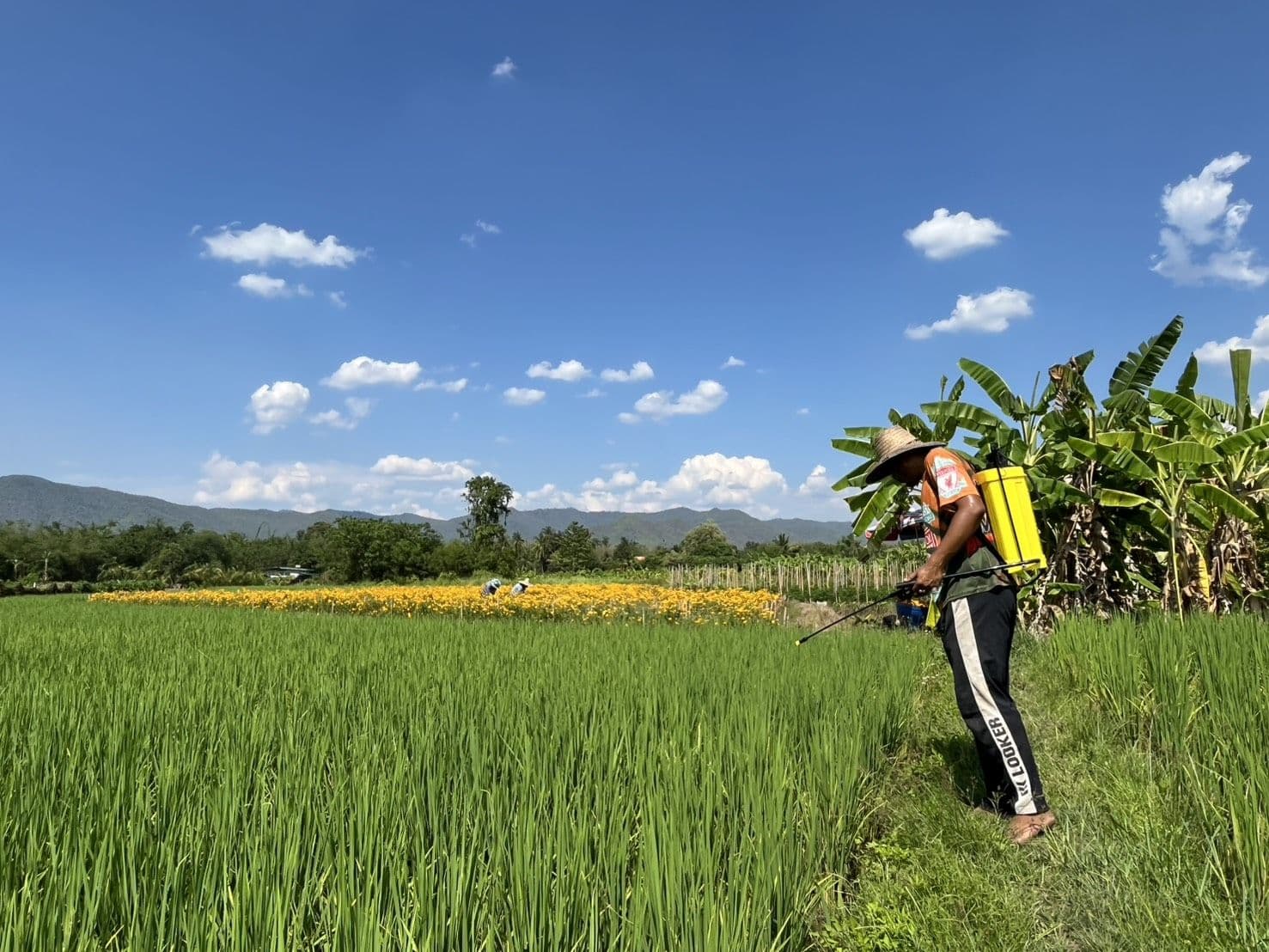 A farmer spraying a rice field in the sun