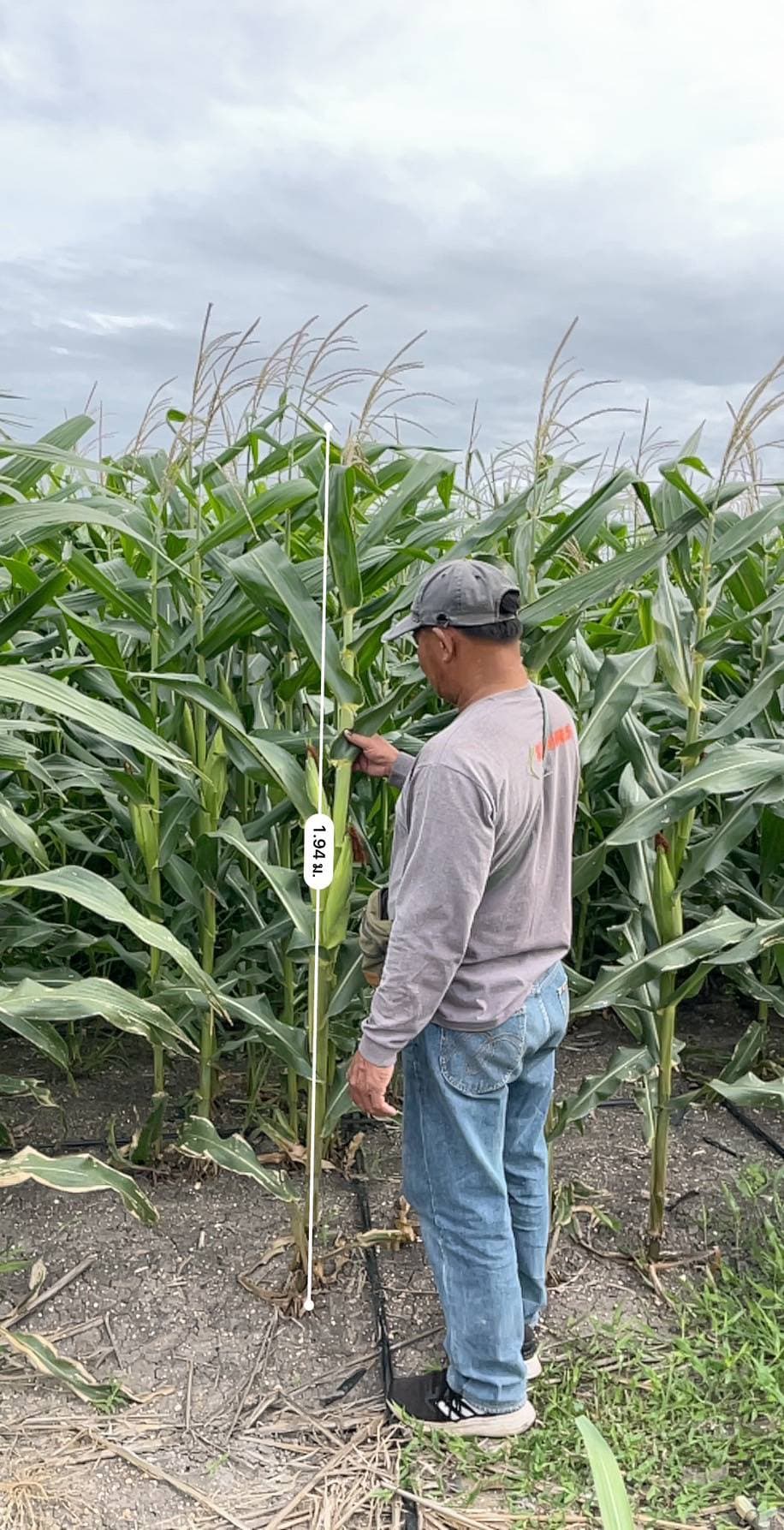 Control plot: silage corn at 1.94m height, Lopburi
