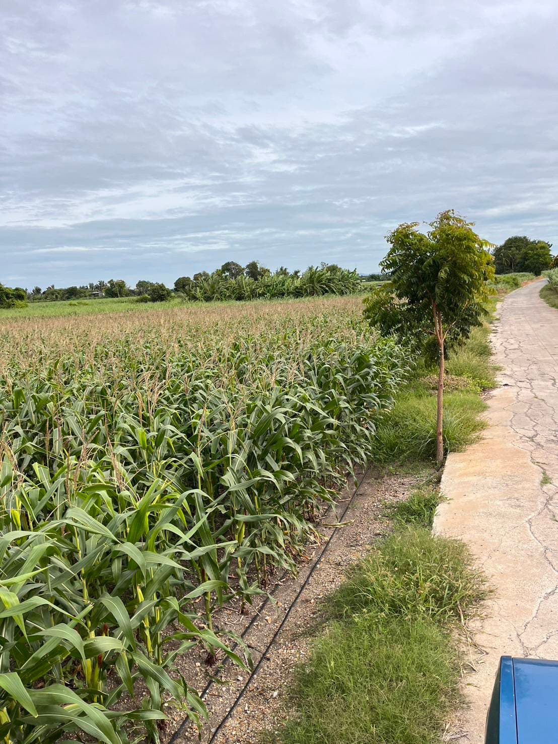 Silage corn field with fertigation lines, Lopburi Thailand