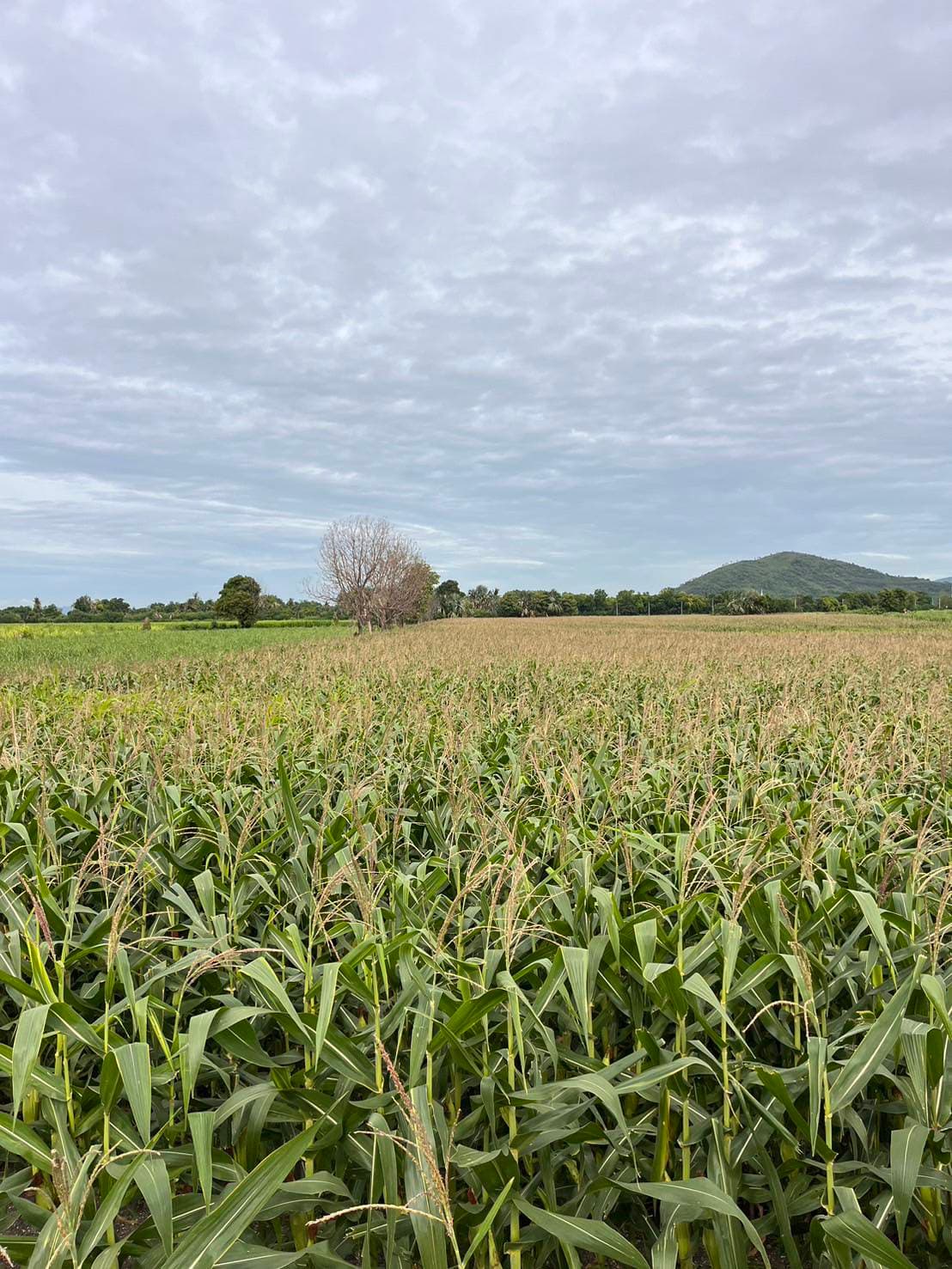 Silage corn field at scale, Lopburi Thailand