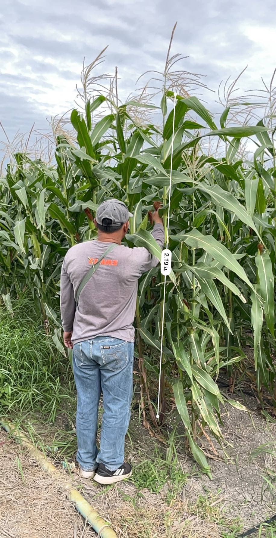 Treatment plot: silage corn at 2.19m height with BioNutrients protocol, Lopburi
